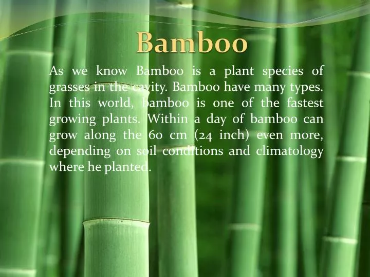 bamboo n.