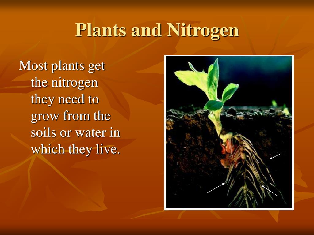 Ppt The Nitrogen Cycle Powerpoint Presentation Free Download Id722344 