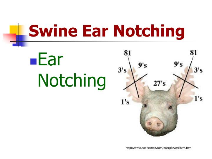 Swine Ear Notching Worksheet Key Printable Word Searches Swine Ear Notching Worksheet Key Printable Word Searches