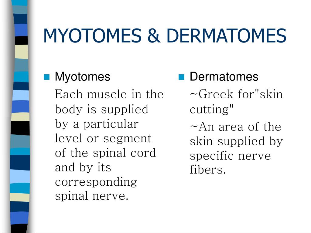 Dermatomes And Myotomes Chart