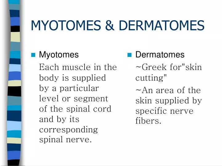 Myotomes Chart