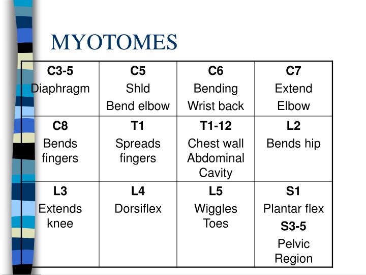 MYOTOMES & DERMATOMES PowerPoint Presentation Biology Diagrams