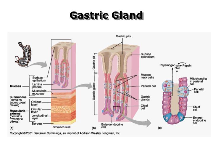 PPT GASTROINTESTINAL PHARMACOLOGY PowerPoint Presentation ID723443