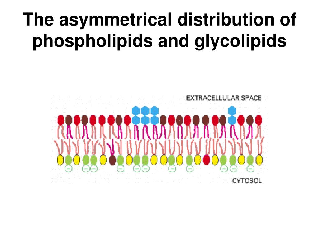 Phospholipids And Glycolipids