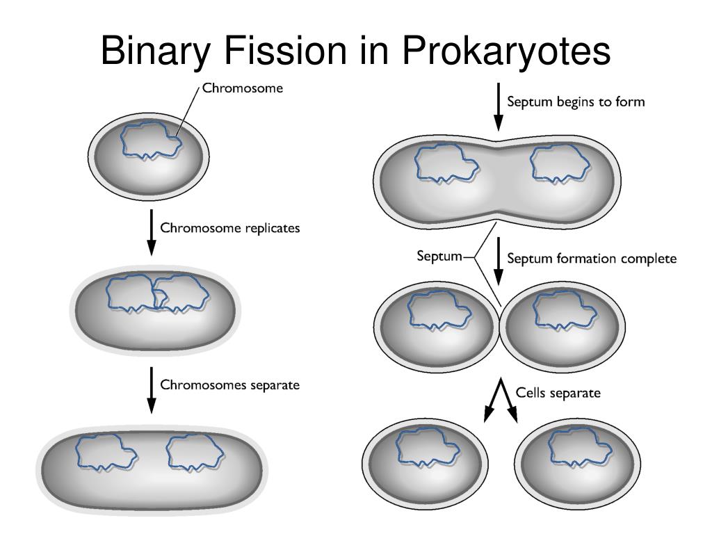 Fission перевод. Binary Fission. Lining Fission. Fission track dating. Falcon Fission.