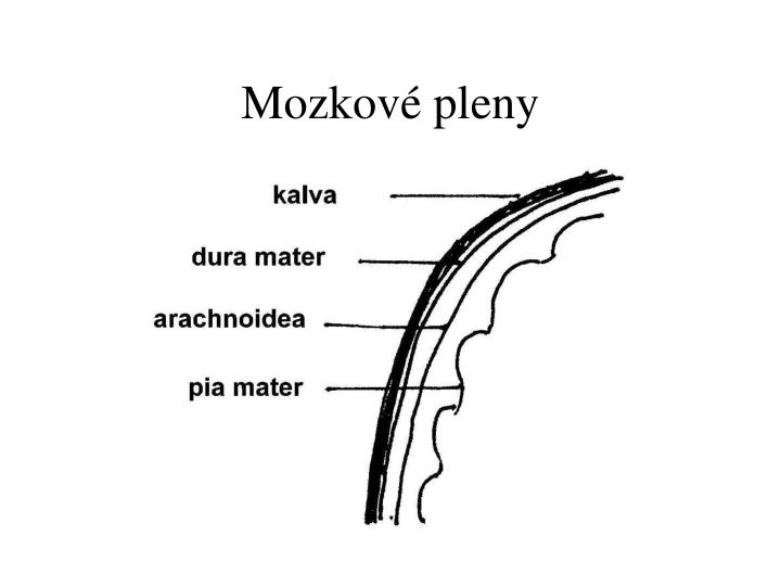 ppt-ct-p-i-kraniocerebr-ln-m-traumatu-powerpoint-presentation-id-727471