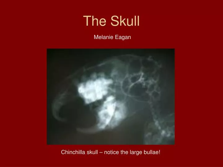 the skull n.