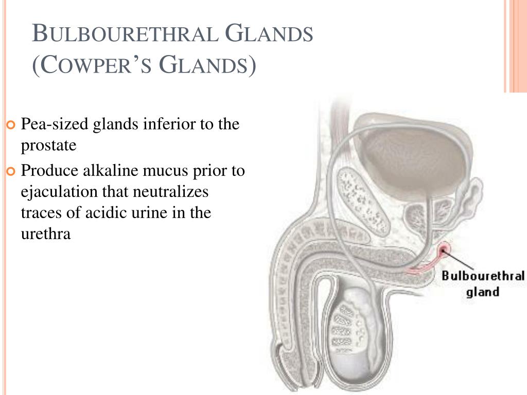 PPT The Male Reproductive System PowerPoint Presentation, free