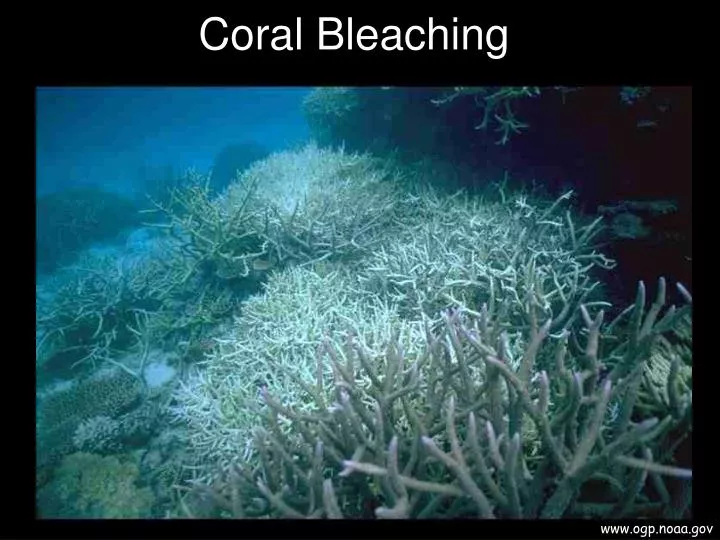coral bleaching n.