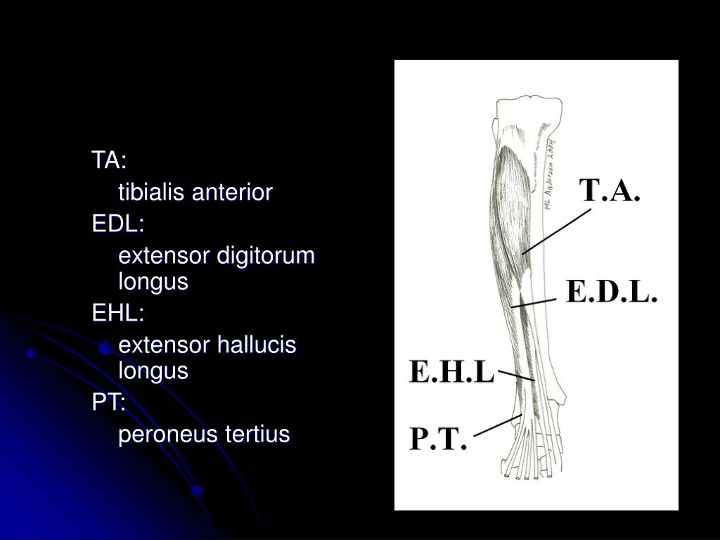 PPT POPLITEAL FOSSA PowerPoint Presentation Free Download ID 730596