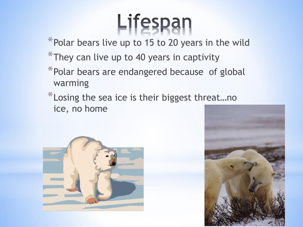 Ppt Polar Bears Powerpoint Presentation Free Download Id
