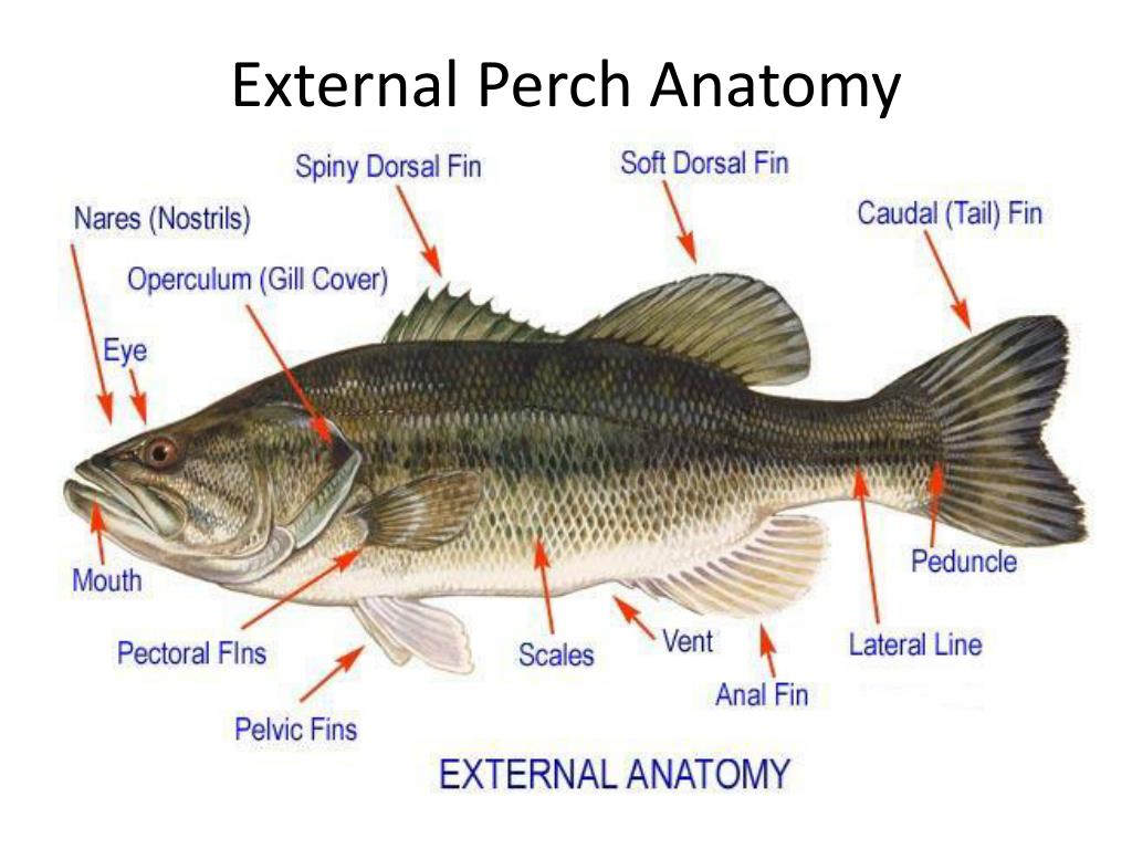 PPT - Perch Dissection Pre-Lab PowerPoint Presentation, free download