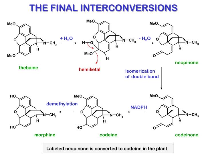 PPT - BIOSYNTHESIS OF OPIUM ALKALOIDS PowerPoint Presentation - ID:733084