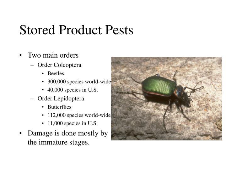 PPT - Stored Product Pests and Their Control PowerPoint Presentation ...