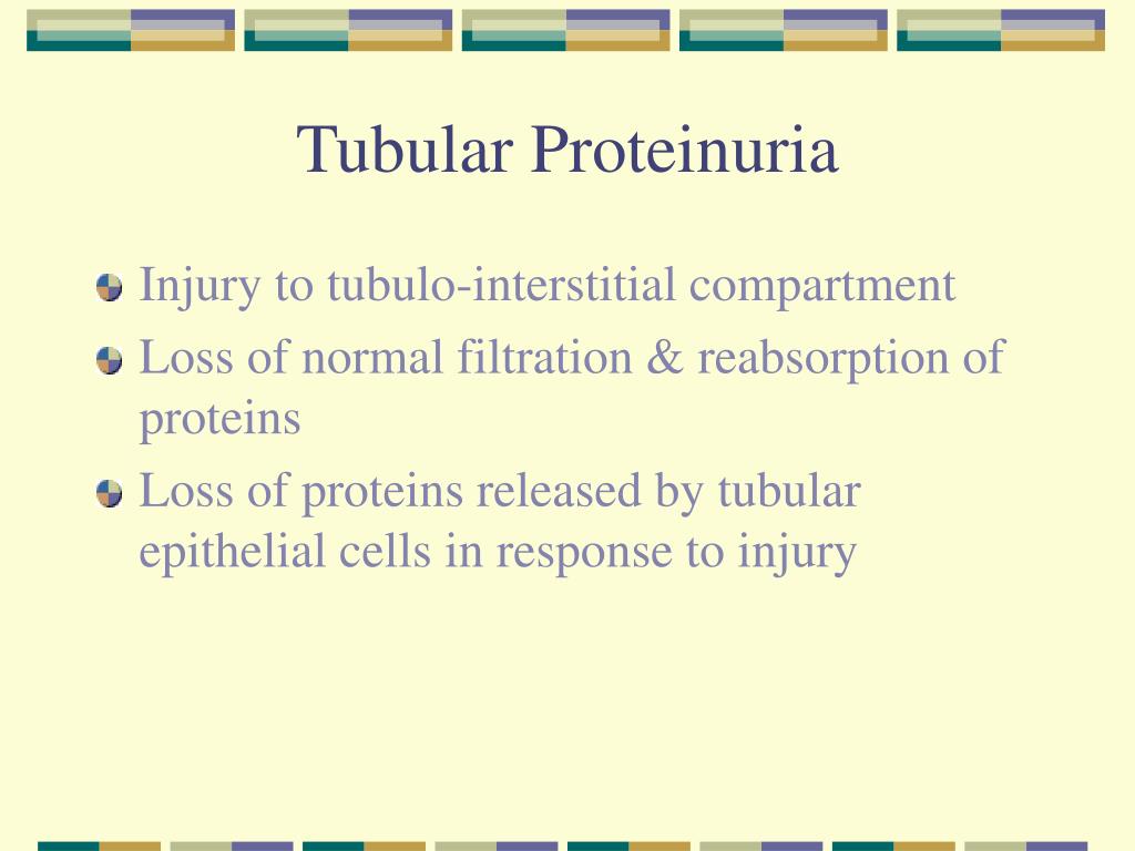 PPT Proteinuria in the Diagnosis & Management of Kidney Disease