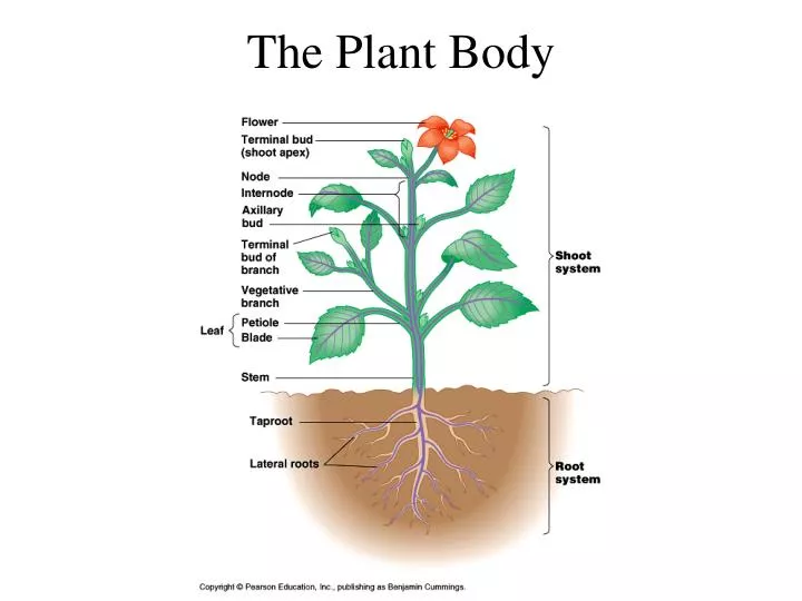 the plant body n.