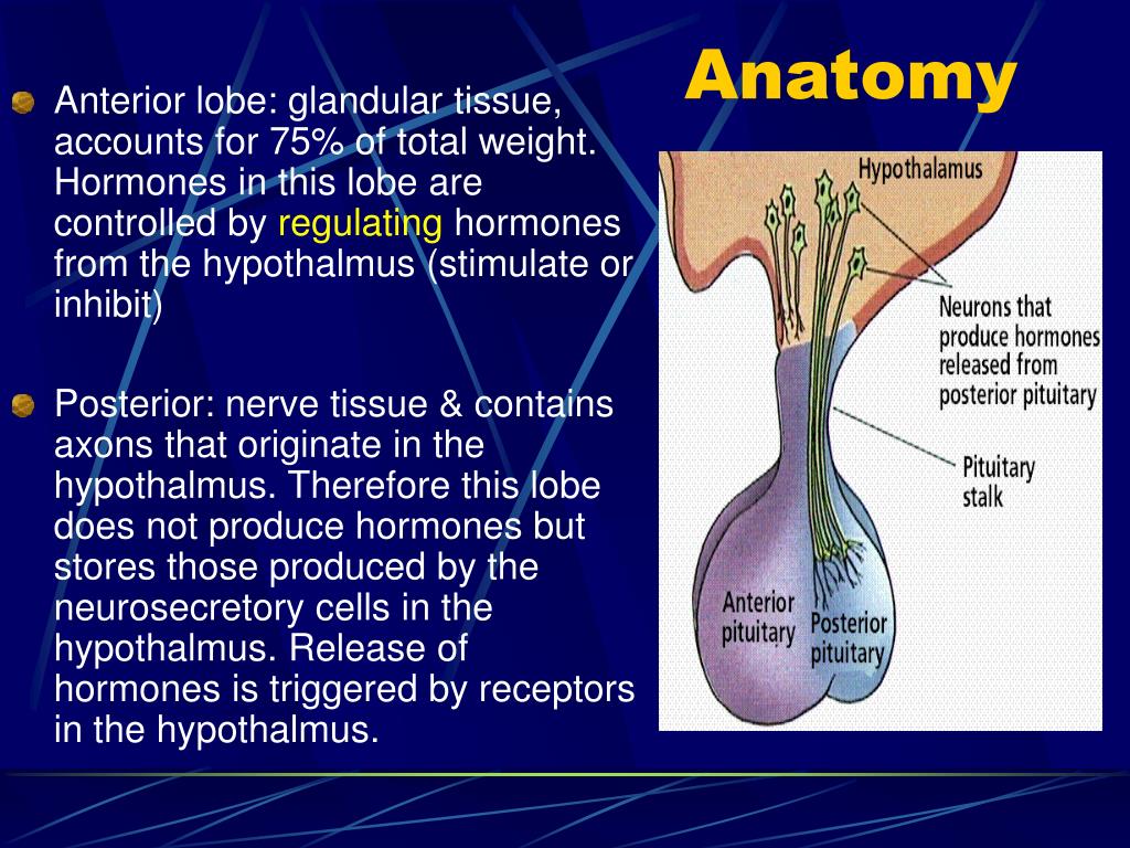 PPT - Pituitary Gland Disorders PowerPoint Presentation, free download
