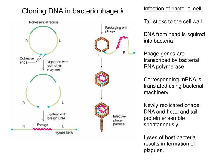 the role of dna in cloning essay Dna cloning refers to the process of making multiple copies of a dna fragment for the past weeks we have conducted a set of experiments that allow us to clone a specific gene in drosophila first we started by the process of dna extraction, which allowed us to isolate the genomic dna from d melanogaster. the role of dna in cloning essay Dna cloning refers to the process of making multiple copies of a dna fragment for the past weeks we have conducted a set of experiments that allow us to clone a specific gene in drosophila first we started by the process of dna extraction, which allowed us to isolate the genomic dna from d melanogaster.
