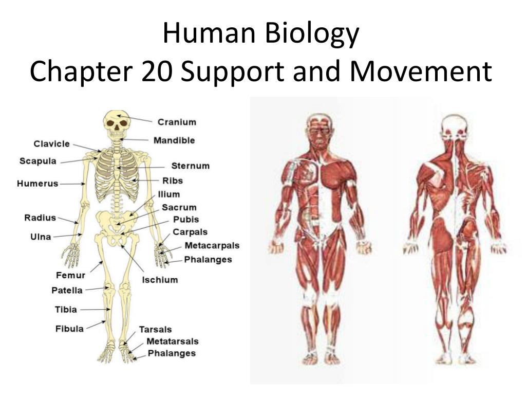 Human biology презентация