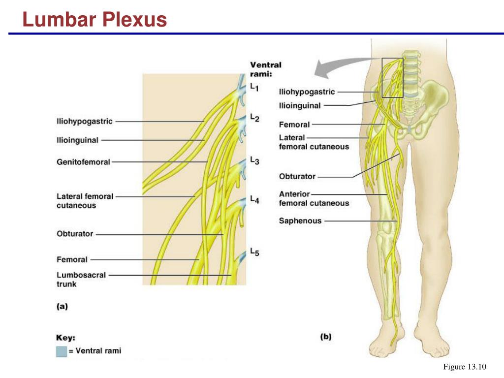Нервы ноги. Иннервация нижней конечности анатомия. Бедренный нерв анатомия схема. Иннервация нервов нижних конечностей. Иннервация нижней конечности нервы.