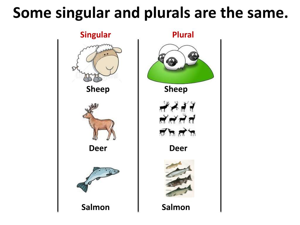 Dish plural. Sheep plural. Plurals в английском языке для детей. Singular and plural Nouns презентация. Plural forms of Nouns.