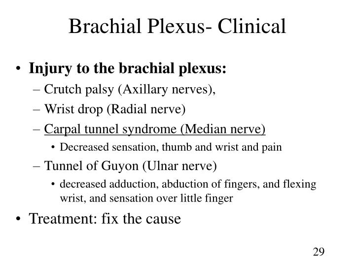 PPT - Chapter 13 Spinal Cord, Nerves and Reflexes PowerPoint ...