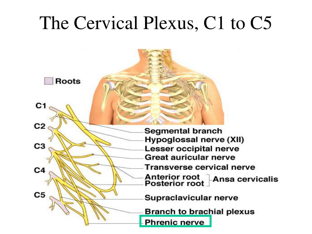 Ppt Spinal Nerve Overview Cervical Plexus Brachial Plexus Anterior ...