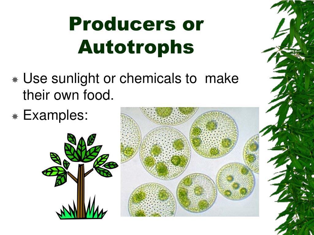 Why Are Green Plants Called Autotrophs And Producers At David Placencia 