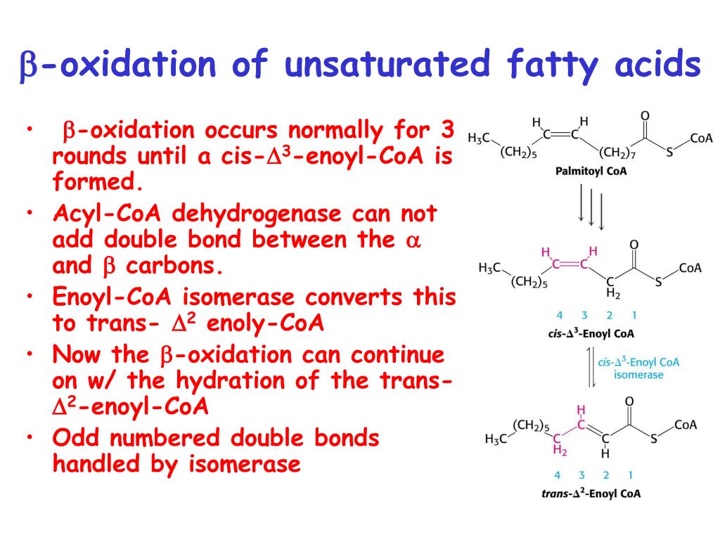 PPT Fatty acid Catabolism ( b oxidation) PowerPoint Presentation