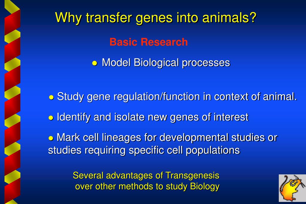PPT - Genetic Manipulation of Animals How and Why? Chris Tuggle AnS 451/551  lecture December 2004 Department of Animal Science PowerPoint Presentation  - ID:737543