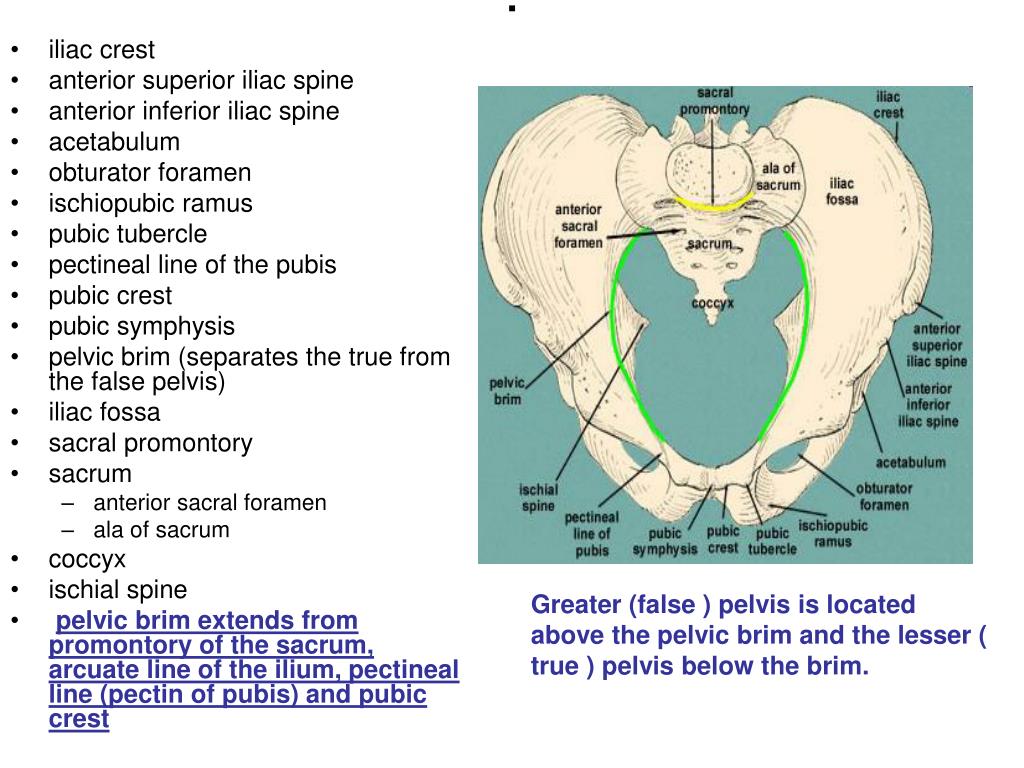 PPT - Pelvis fracture PowerPoint Presentation, free download - ID:737949