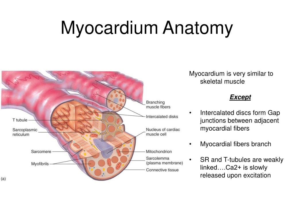 Cardiovascular Physiology PowerPoint Presentation, free download ... Biology Diagrams