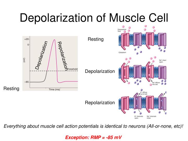 PPT - Muscle Physiology PowerPoint Presentation - ID:738447
