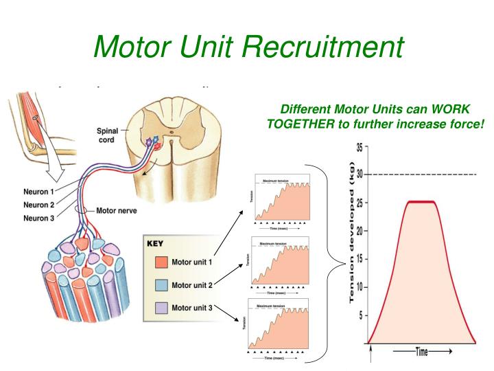 PPT Muscle Physiology PowerPoint Presentation ID738447