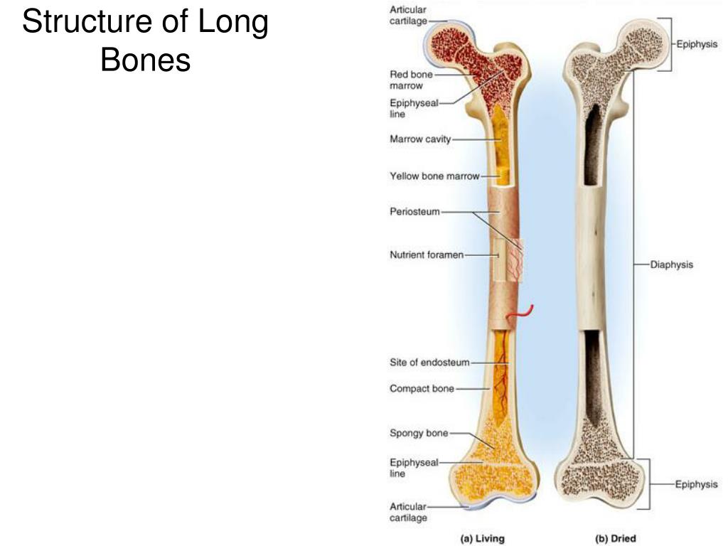 PPT - Bones: Tissue and Organ PowerPoint Presentation, free download