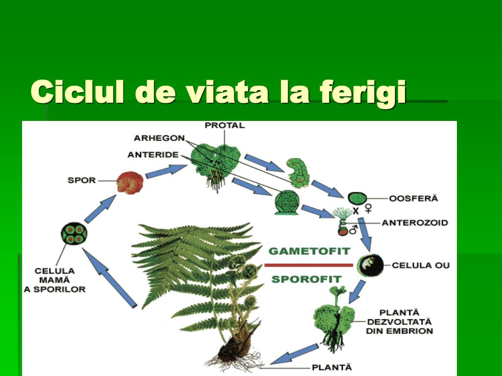 Caudntos dias tarda la cetosis