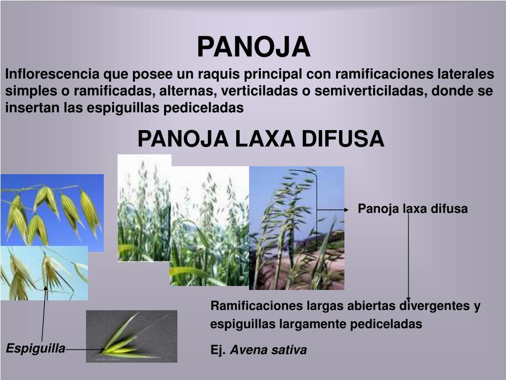 PPT - Familia POÁCEAS PowerPoint Presentation, free download - ID:742686