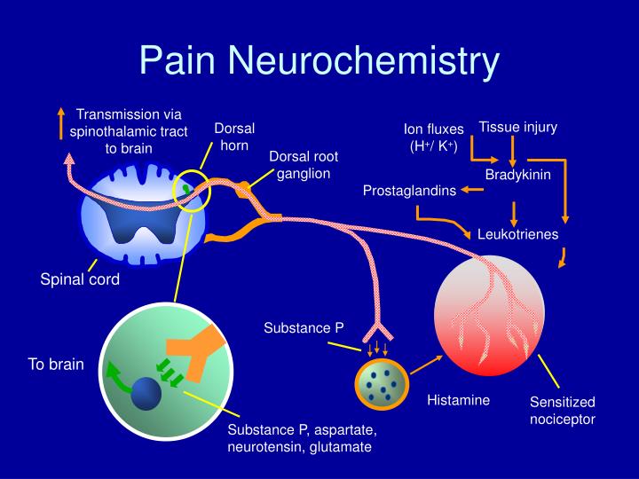 PPT  Pathophysiology of Acute & Chronic Pain PowerPoint Presentation