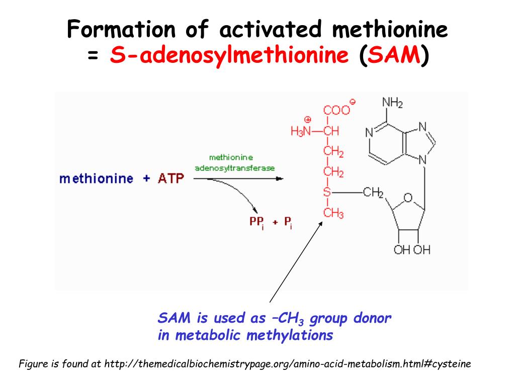 Метионин и липоевая кислота для печени. Sam аденозилметионин. Активная форма метионина. Метионин в s-аденозилметионин. ) Метионин + АТФ=S-аденозилметионин.
