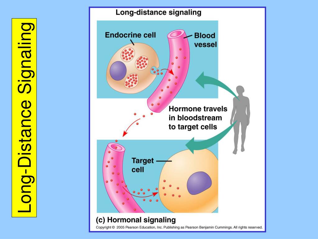 Long-Distance Systemic Signaling and Communication in Plants by František Baluška Long-Distance Systemic Signaling and Communication in Plants by František Baluška
