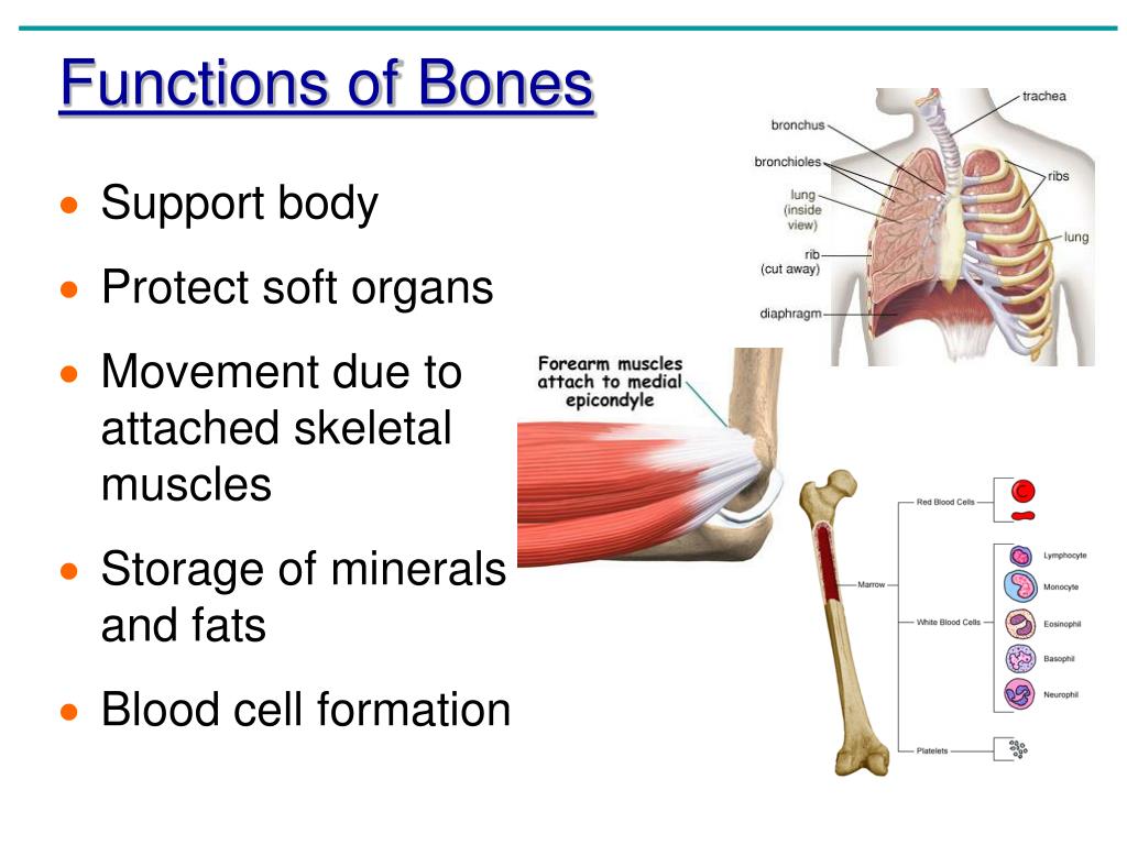 Supports bones