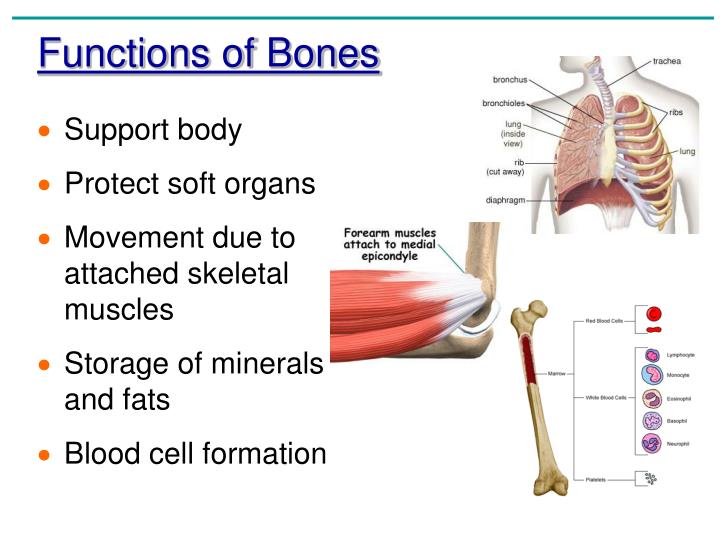 PPT Chapter 5 The Skeletal System PowerPoint Presentation ID 745746