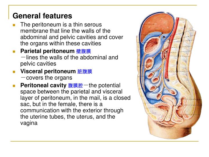 PPT - The peritoneum 腹膜 PowerPoint Presentation - ID:746252