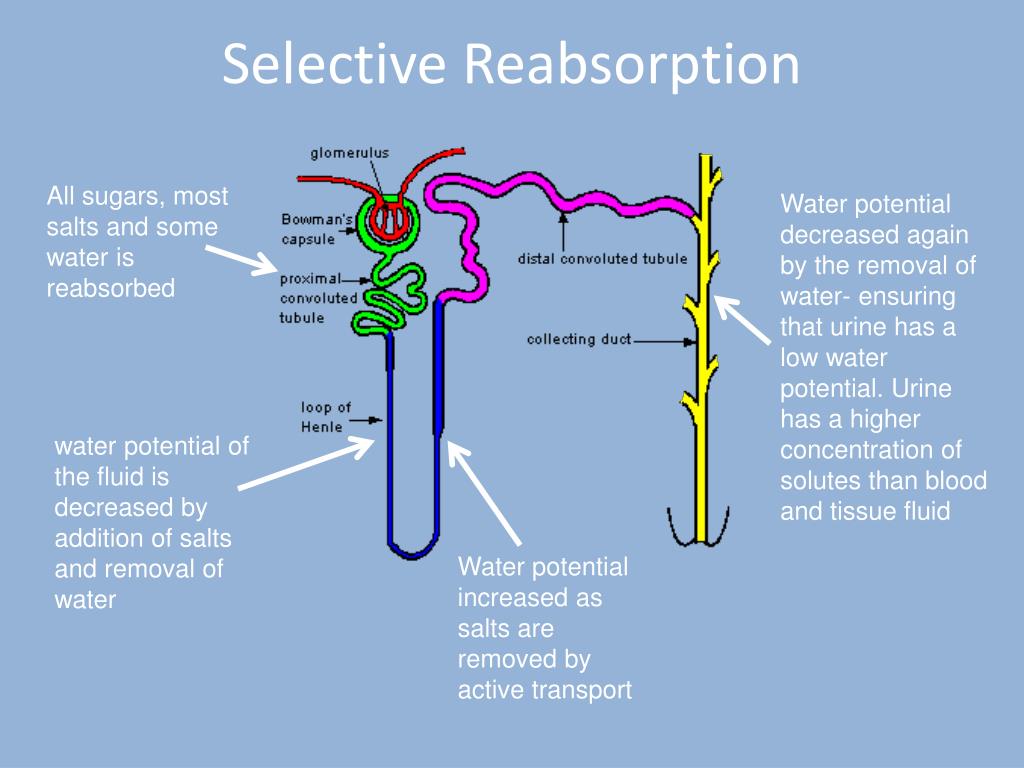 PPT F214 Communication Homeostasis And Energy 4 2 1 Ultrafiltration 