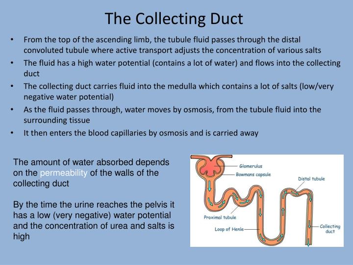 collecting-duct-diagram