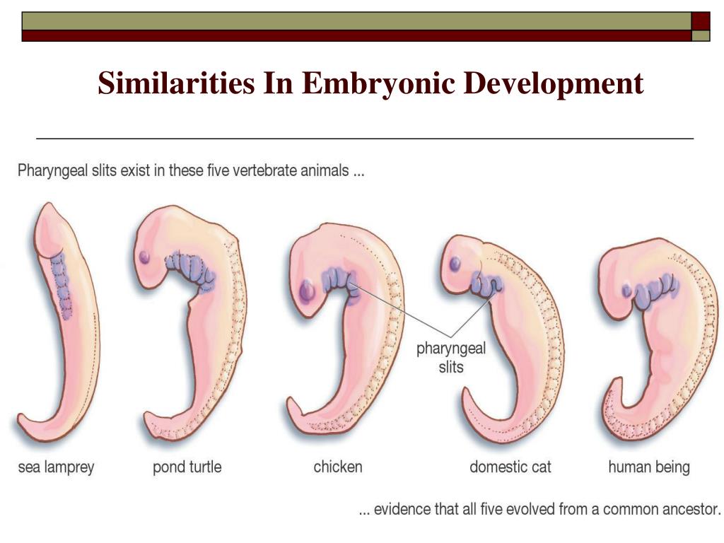 Наличие хвоста у зародыша человека на ранней. Жаберные щели у зародыша хордовых. Хорда у эмбриона человека. Хорда жаберные щели нервная трубка.