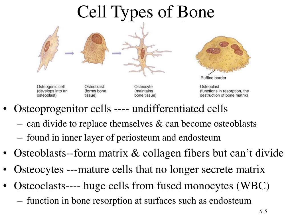 The bones form. Bone Cells. Types of Cells. Bone Tissue Cells. Osteoprogenitor Cells.