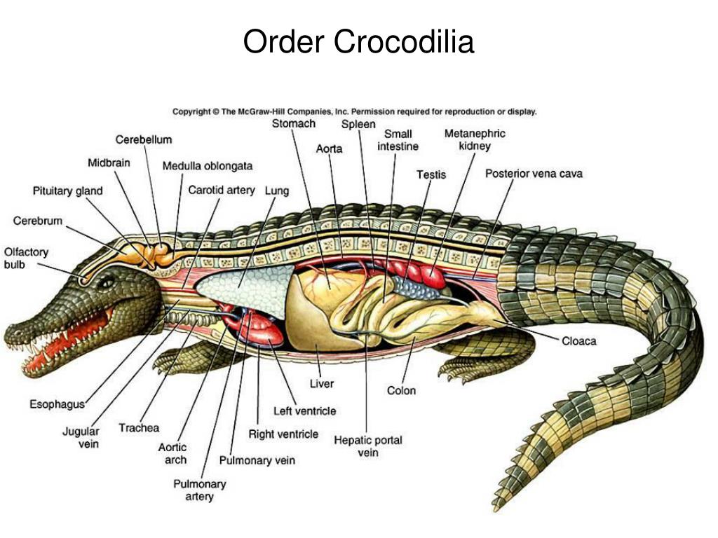 Отделы позвоночника крокодила