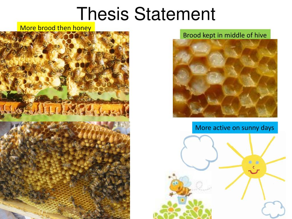 which is an effective thesis there are many bees