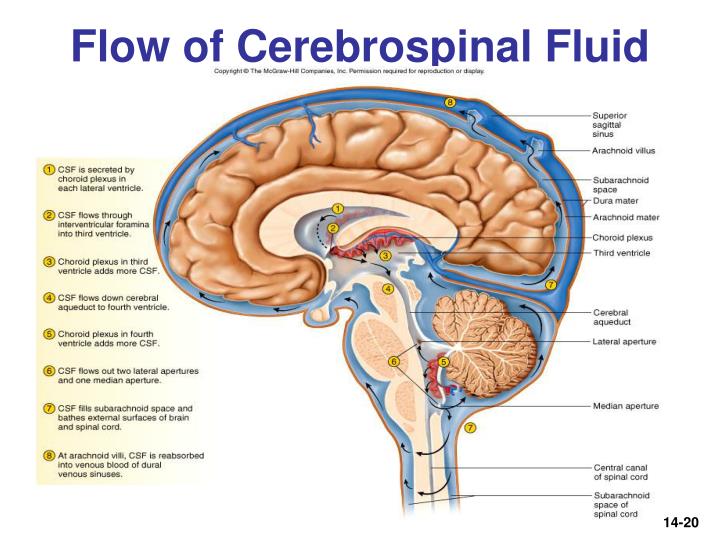 PPT - Human Anatomy & Physiology PowerPoint Presentation - ID:756796